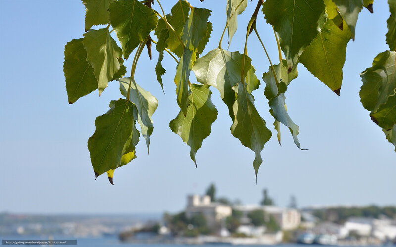 Green leaves with coastal view