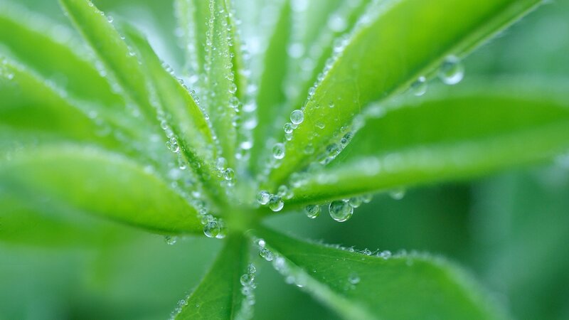 Green Leaves with Dew — Calm