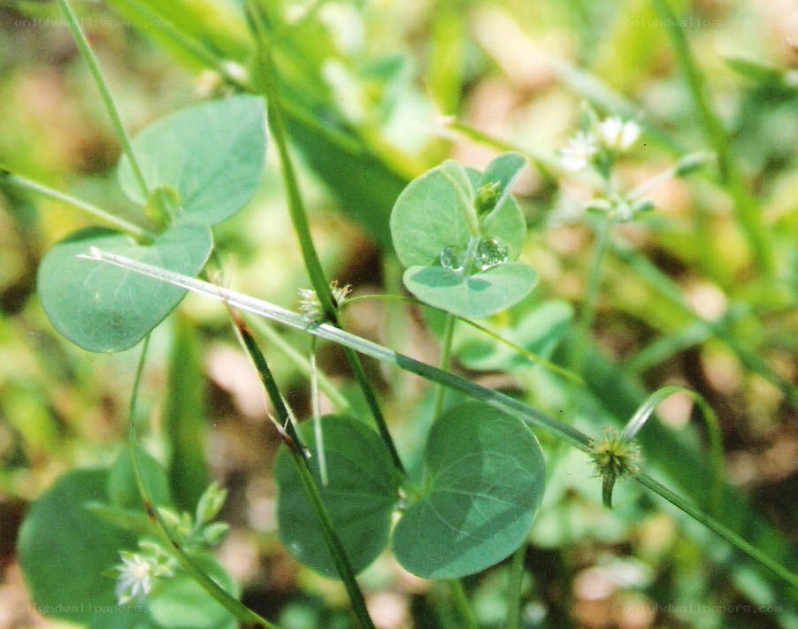 green leaves with dew drops