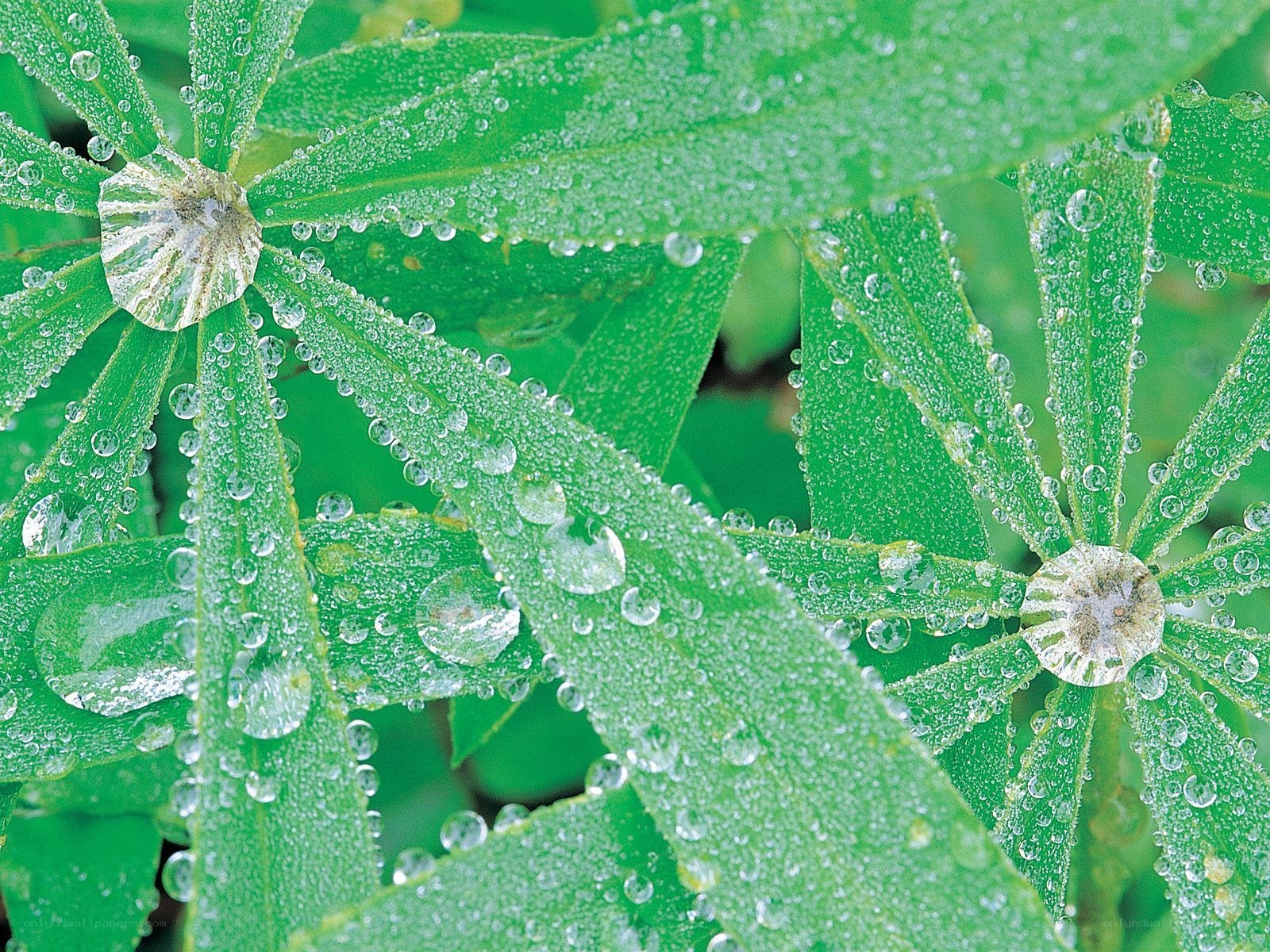 Green leaves with dew drops