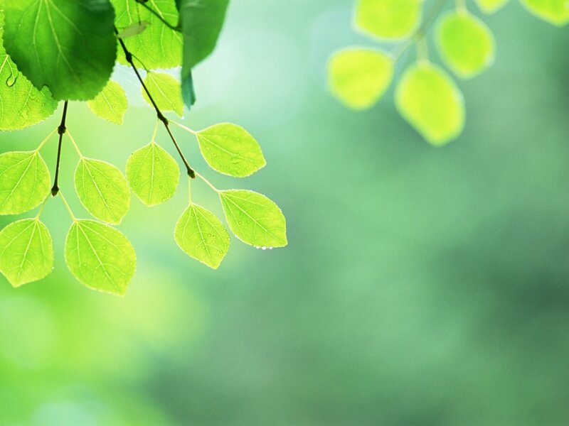 green leaves with dew drops