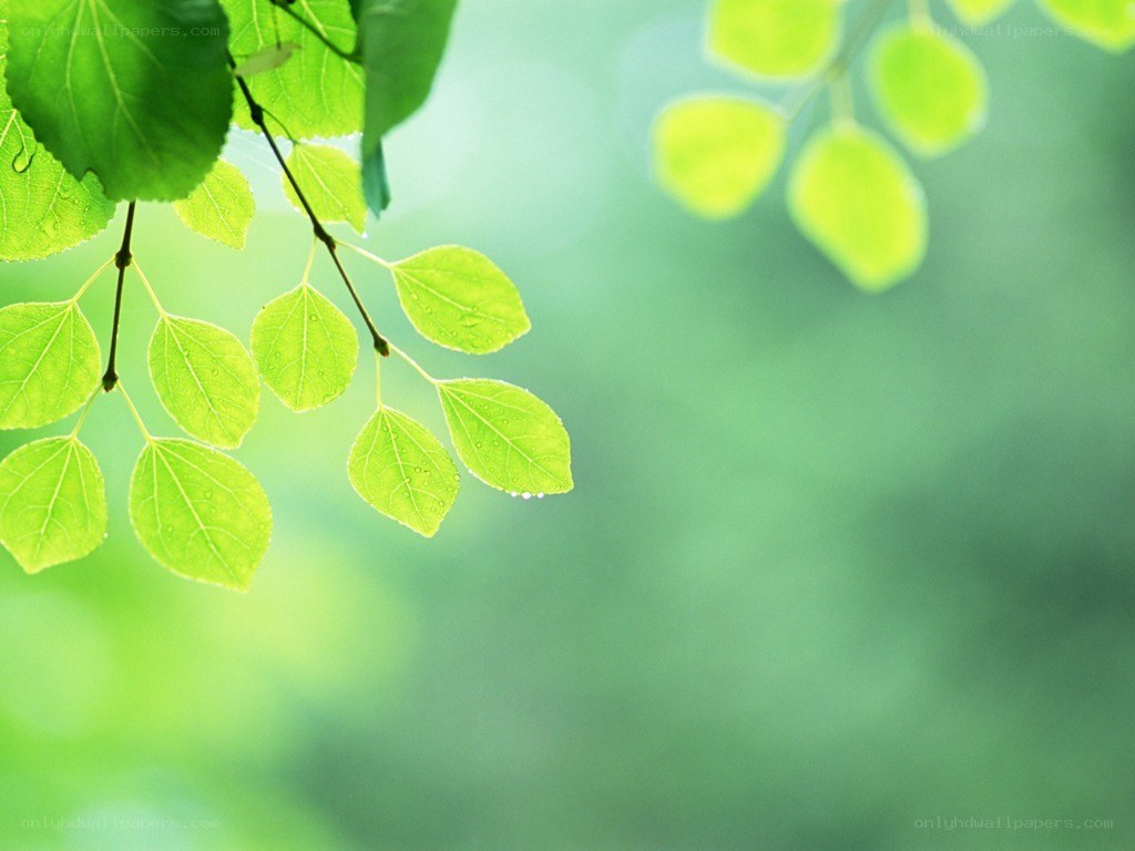 green leaves with dew drops