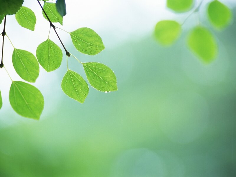 green leaves with dew drops