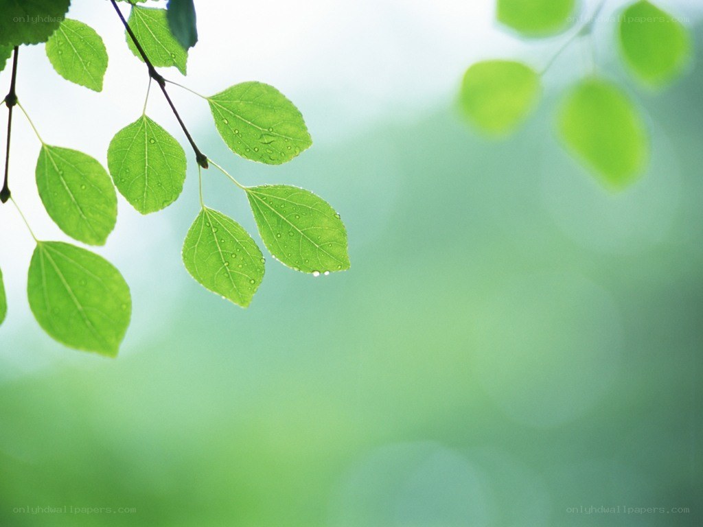 green leaves with dew drops