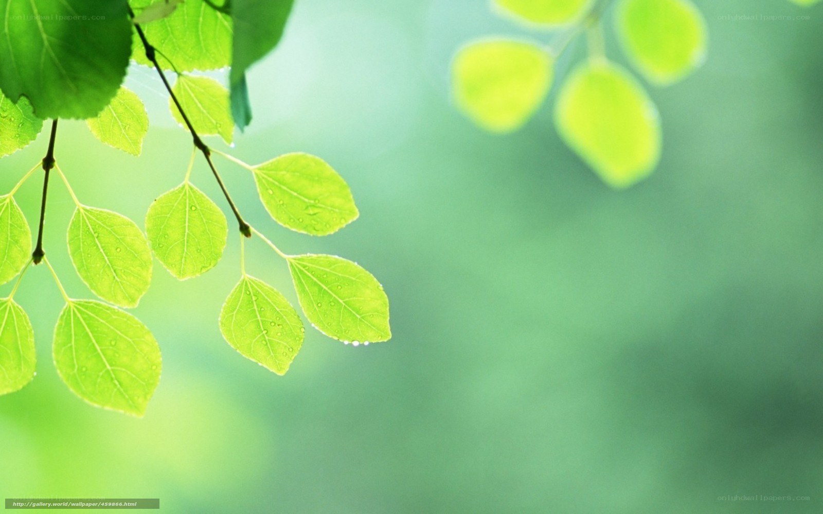 green leaves with dew drops