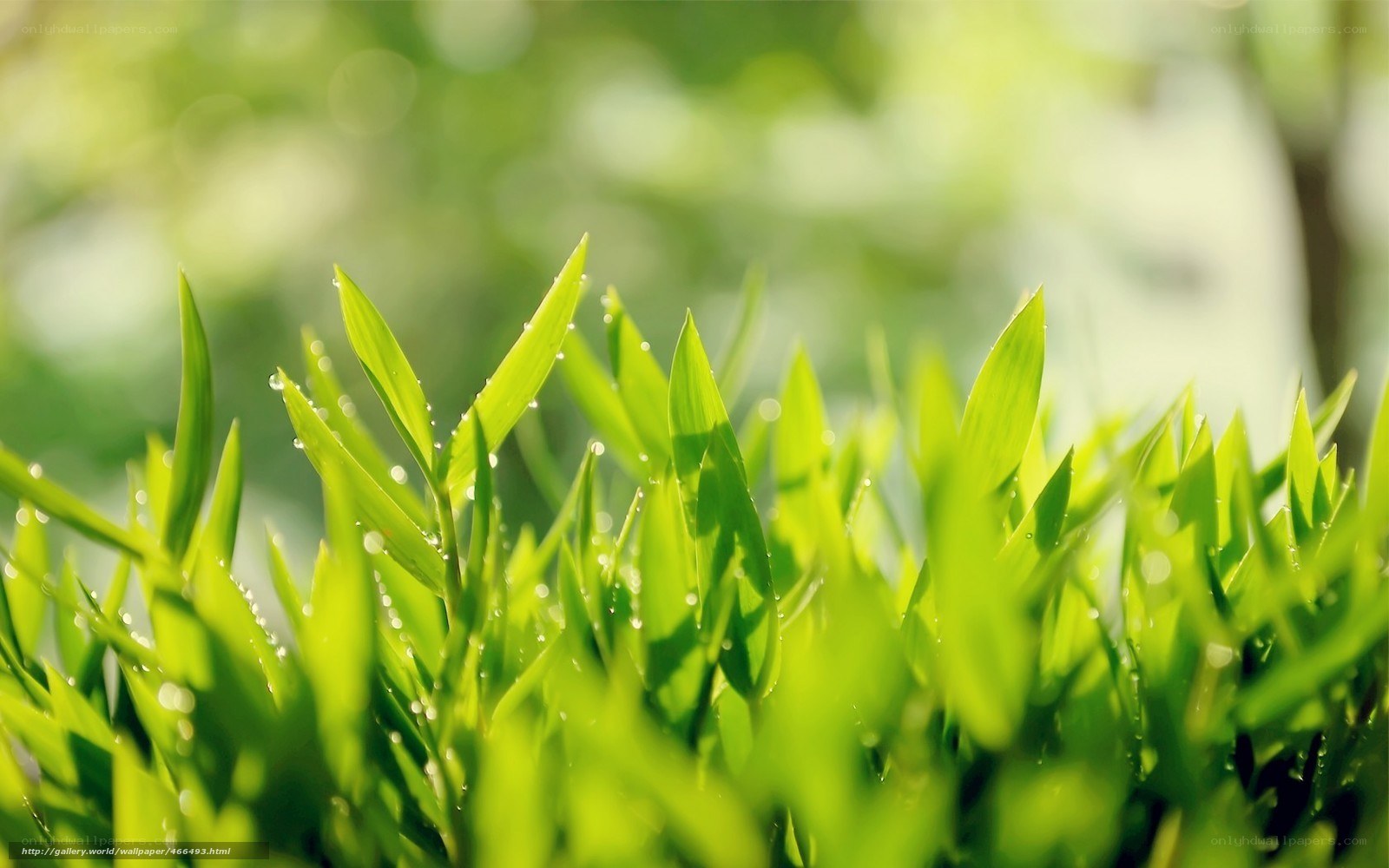 Green leaves with dew drops
