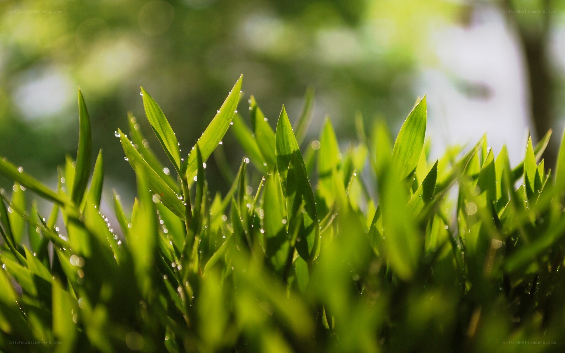 Green leaves with dew drops