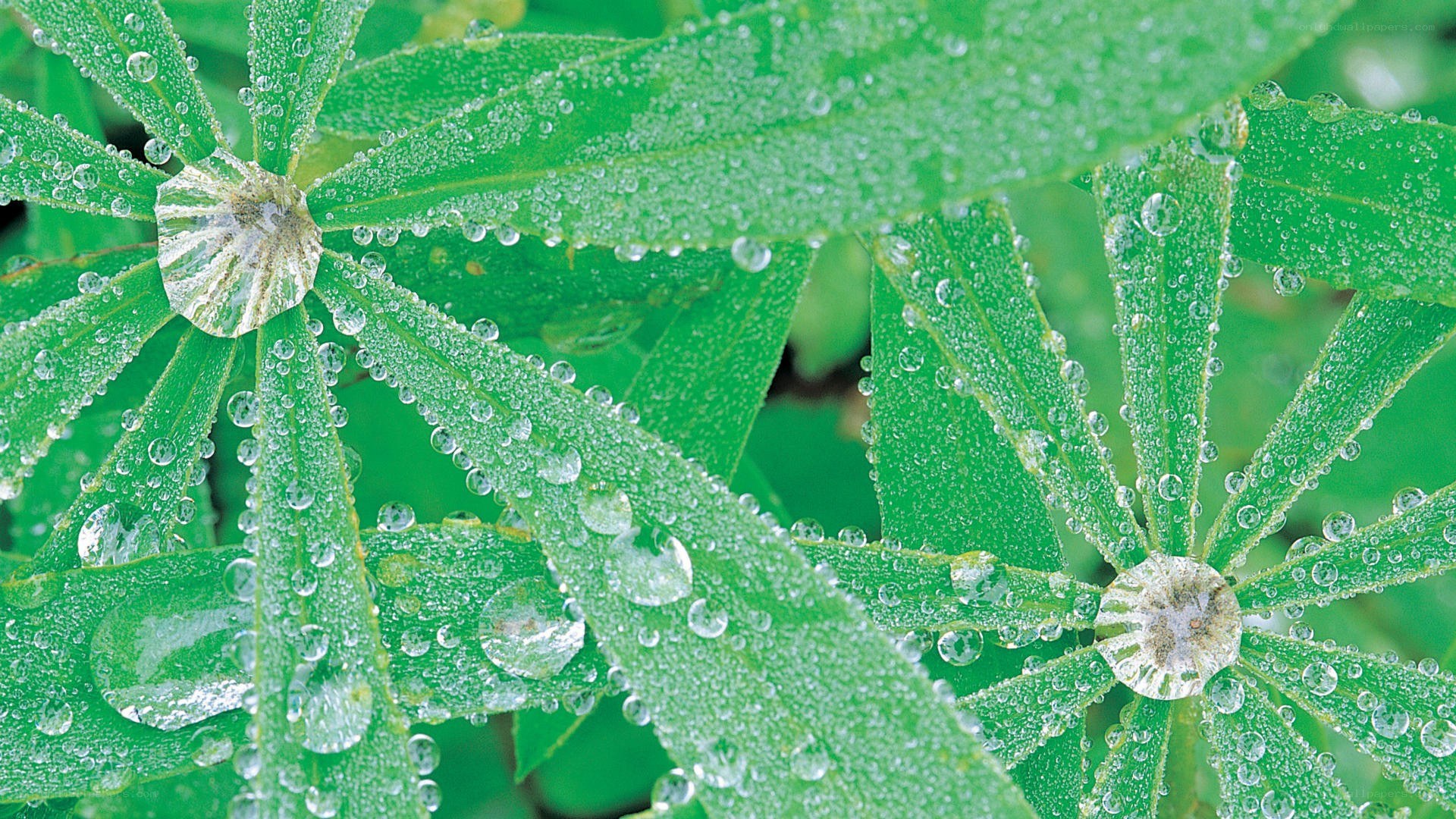 Green leaves with dew drops