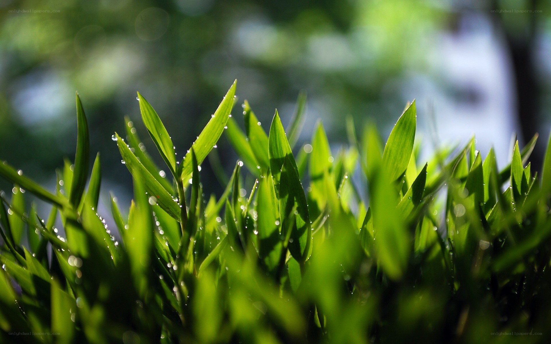 Green leaves with dew drops