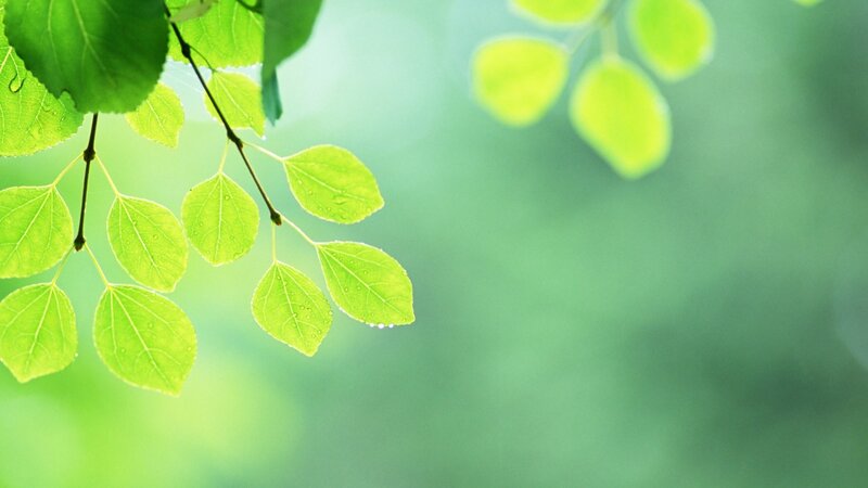 green leaves with dew drops