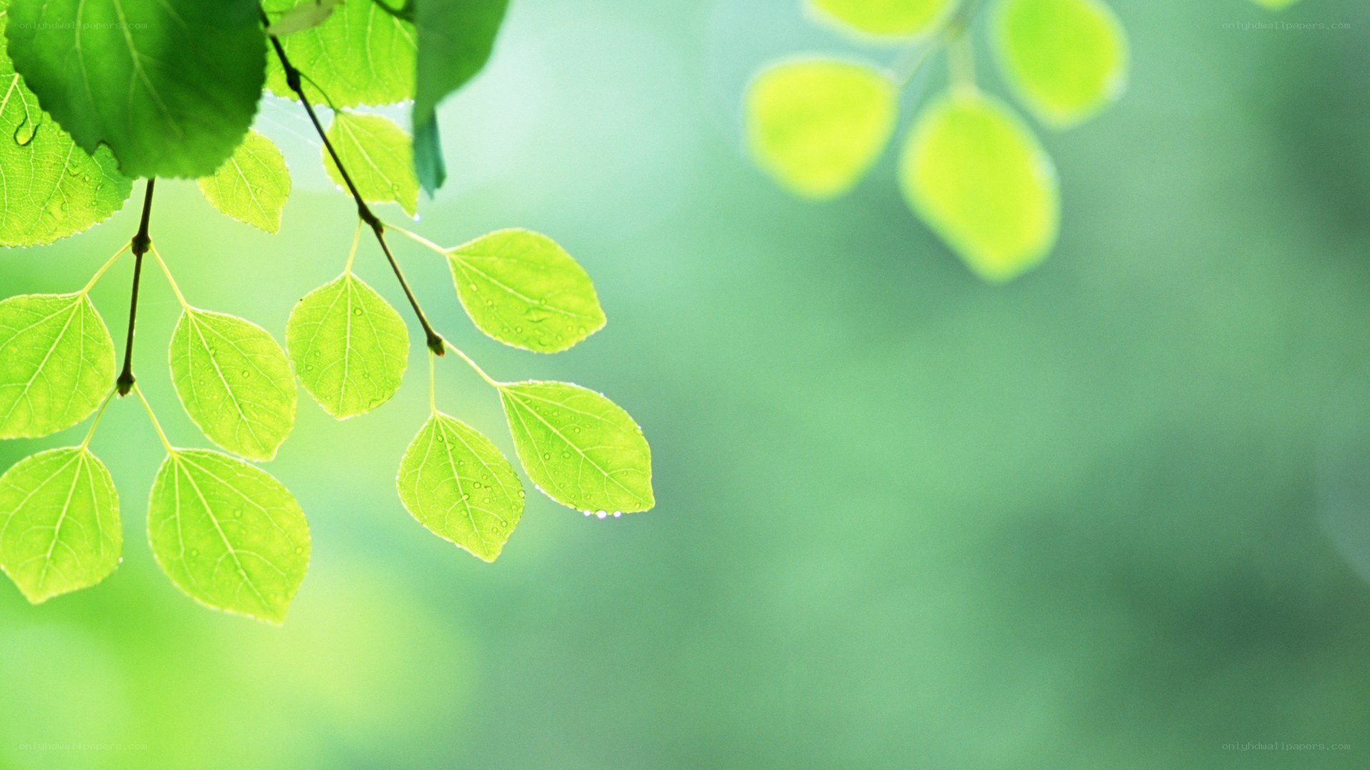 green leaves with dew drops