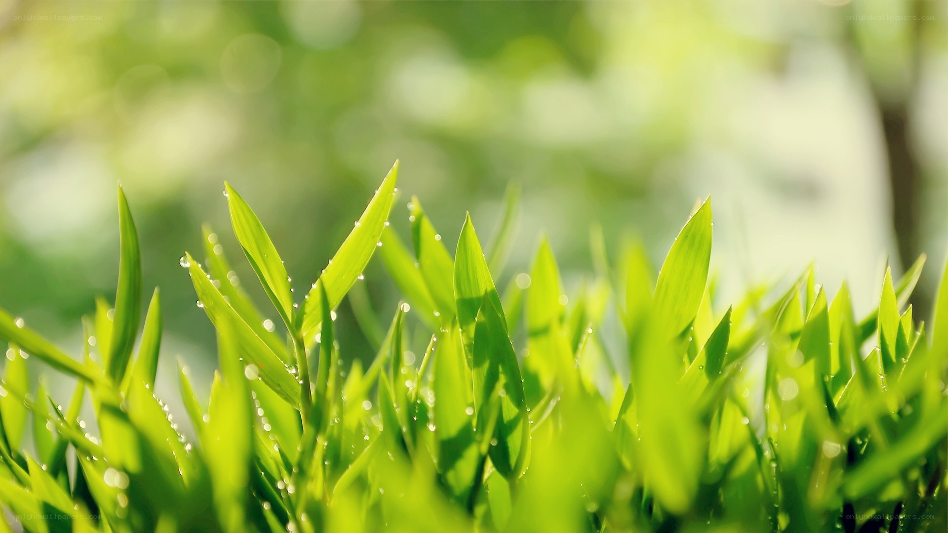 Green leaves with dew drops