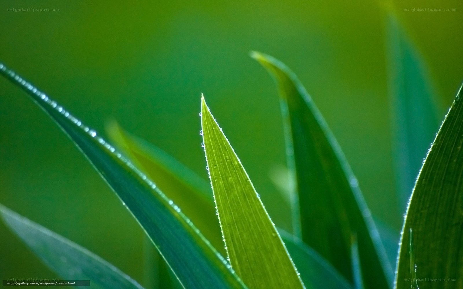 Green leaves with dew drops