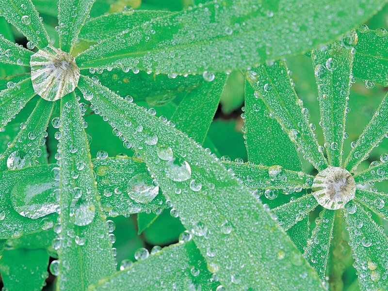 Green Leaves with Dew — Fresh, Morning