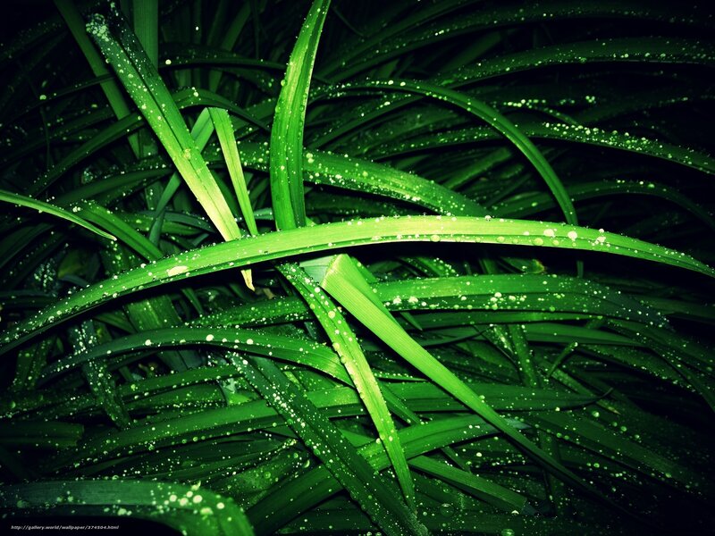 Green Leaves with Dew — Moist