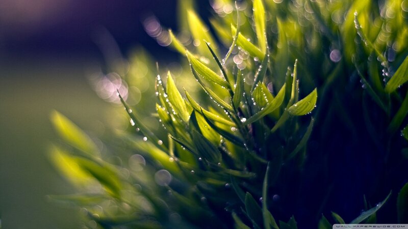 Green Leaves with Dew — Serene, Morning, Photograph, Dew Drops, Bokeh