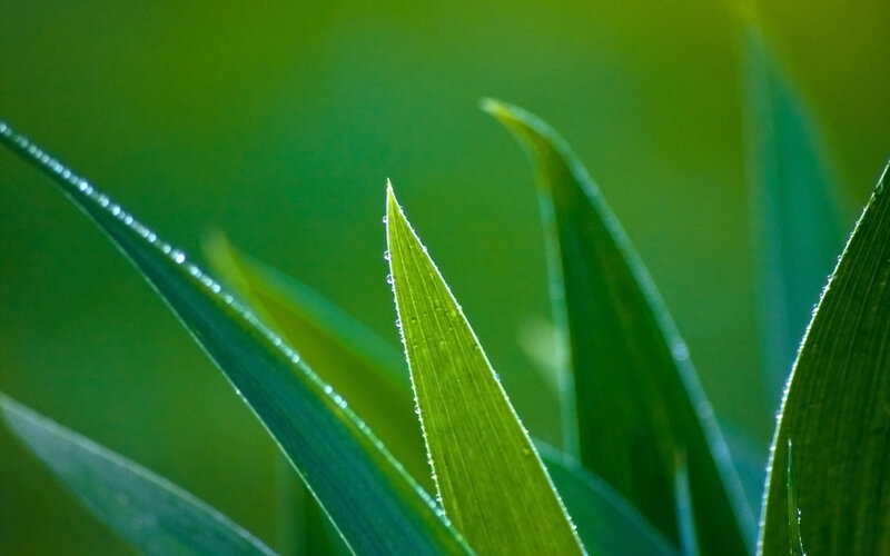 Green Leaves with Dew — Serene, Morning, Photograph, Dew Drops, Sunlight