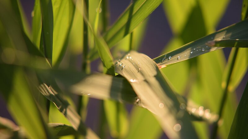 Green Leaves with Dew — Serene, Morning, Photograph, Dew Drops