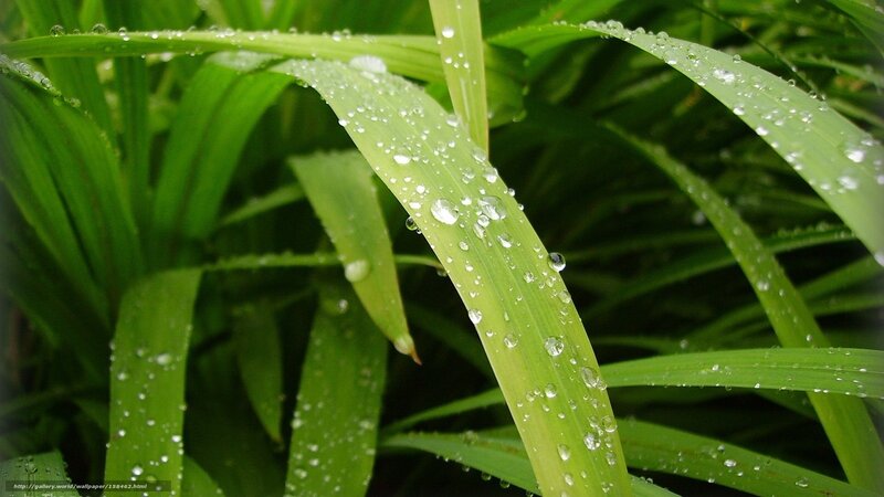 Green Leaves with Dew — Serene, Morning