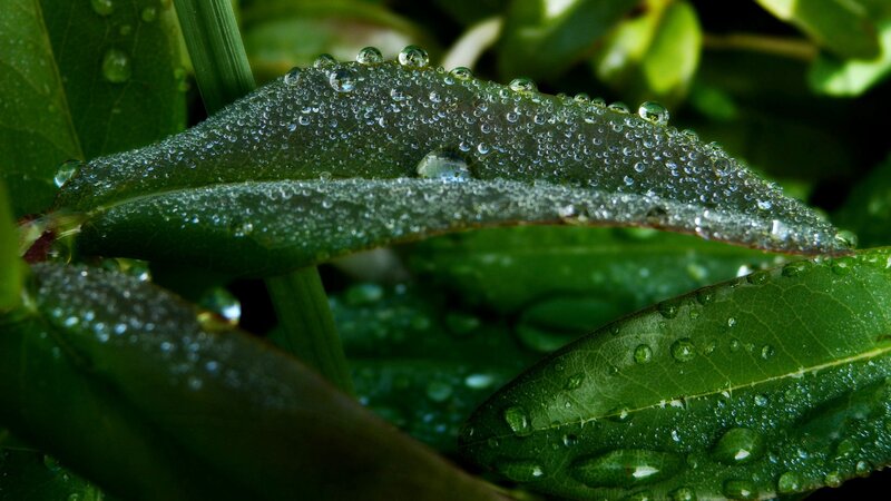 Green Leaves with Dew — Serene