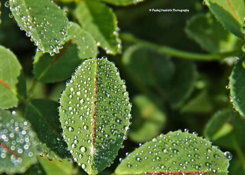 Green Leaves with Dew