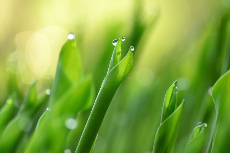 Green Leaves with Dewdrops — Serene