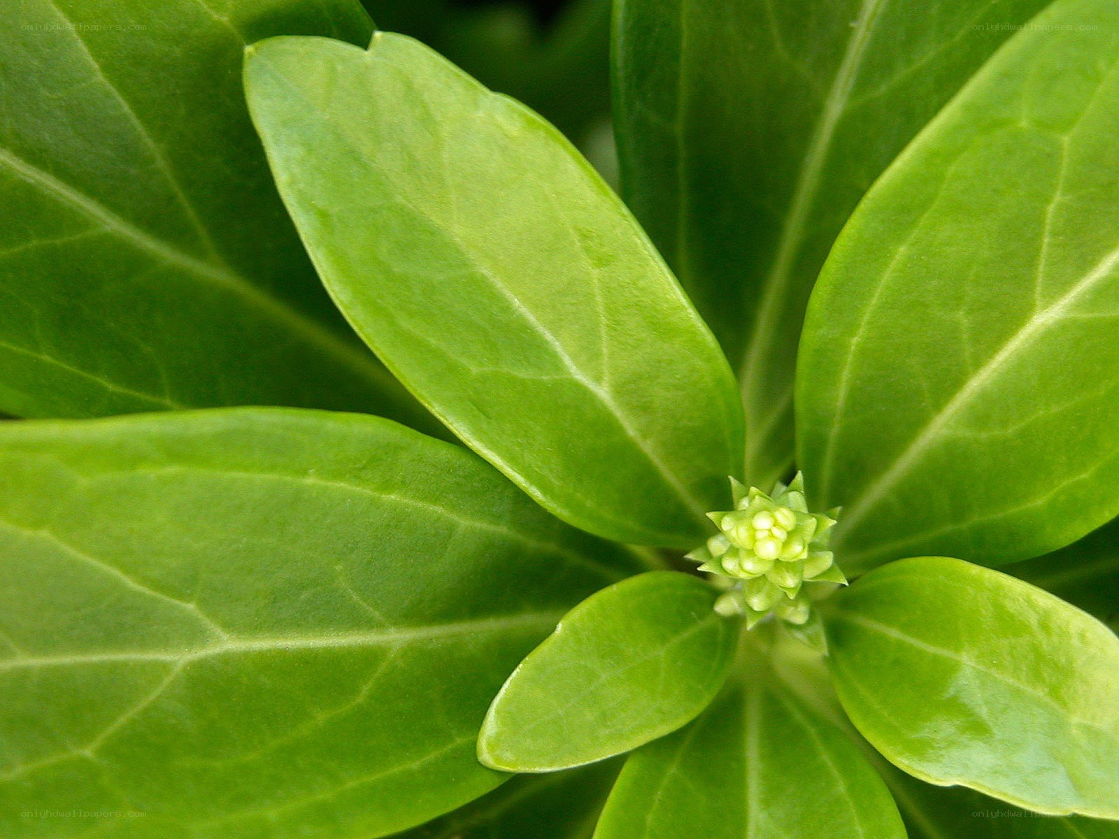 green leaves with flower bud