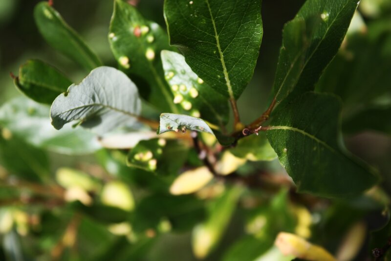 Green Leaves with Galls
