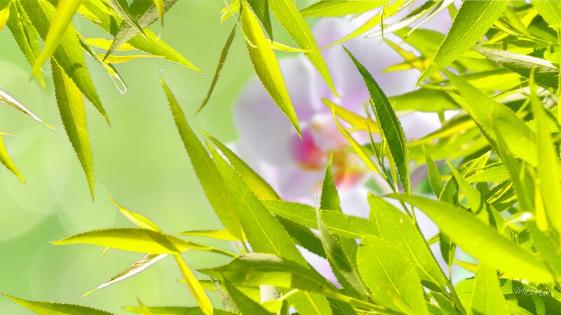 Green Leaves with Orchid