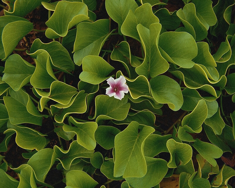 green leaves with pink flower