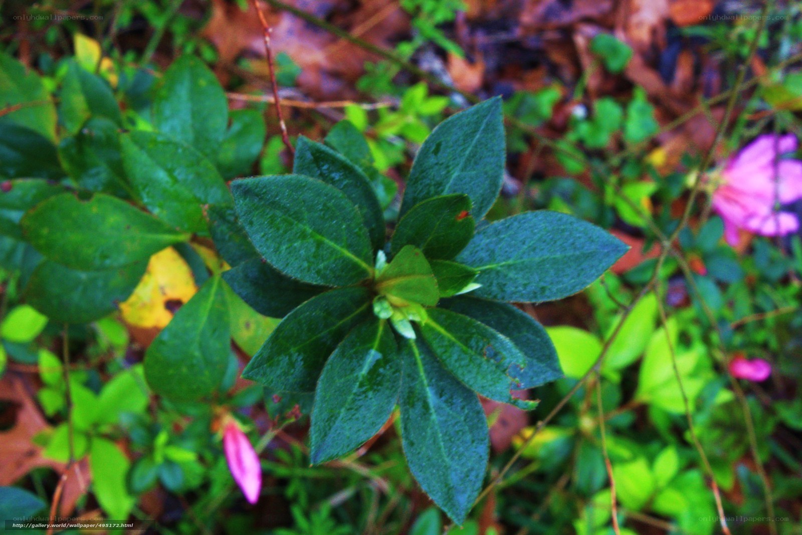 green leaves with pink flowers