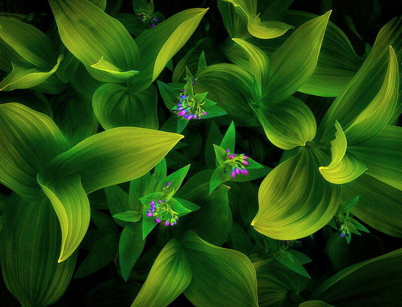 Green Leaves with Purple Flowers