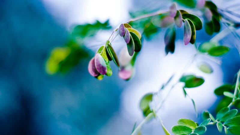 green leaves with purple hue