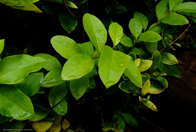 Green leaves with raindrops