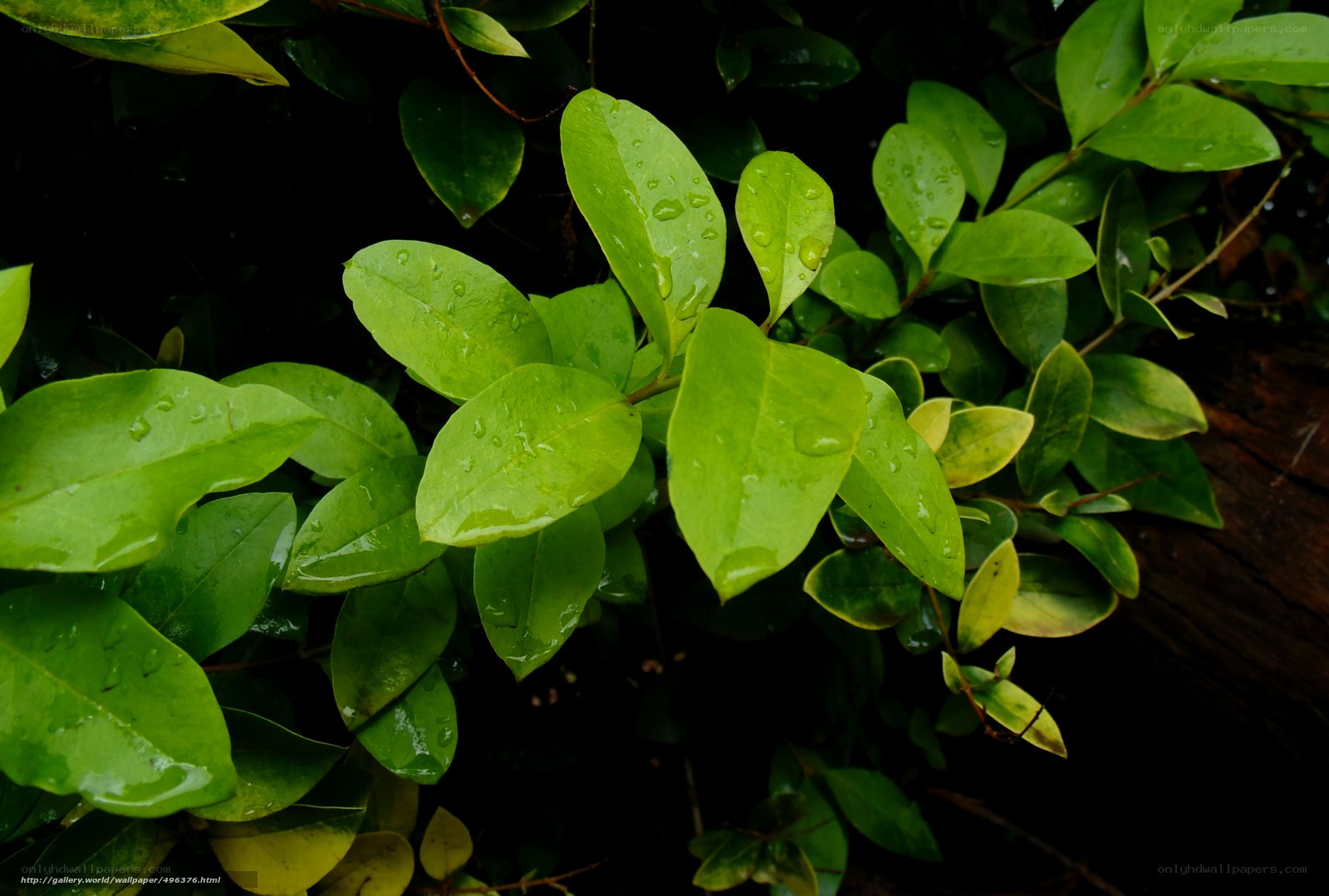 Green leaves with raindrops