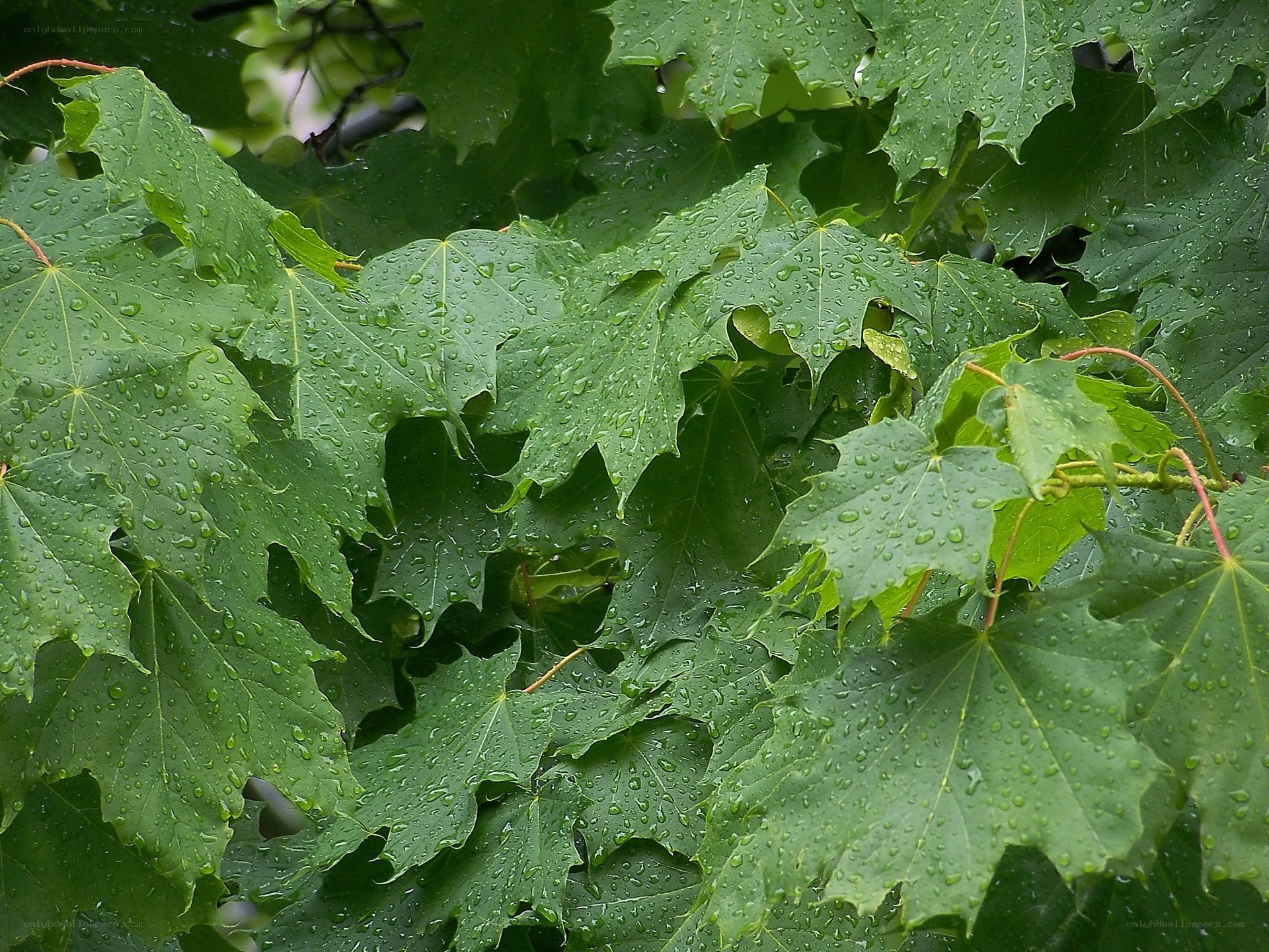 green leaves with raindrops