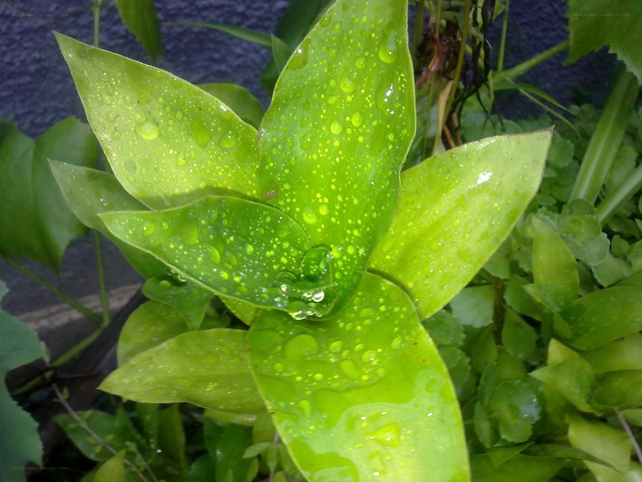 Green leaves with raindrops