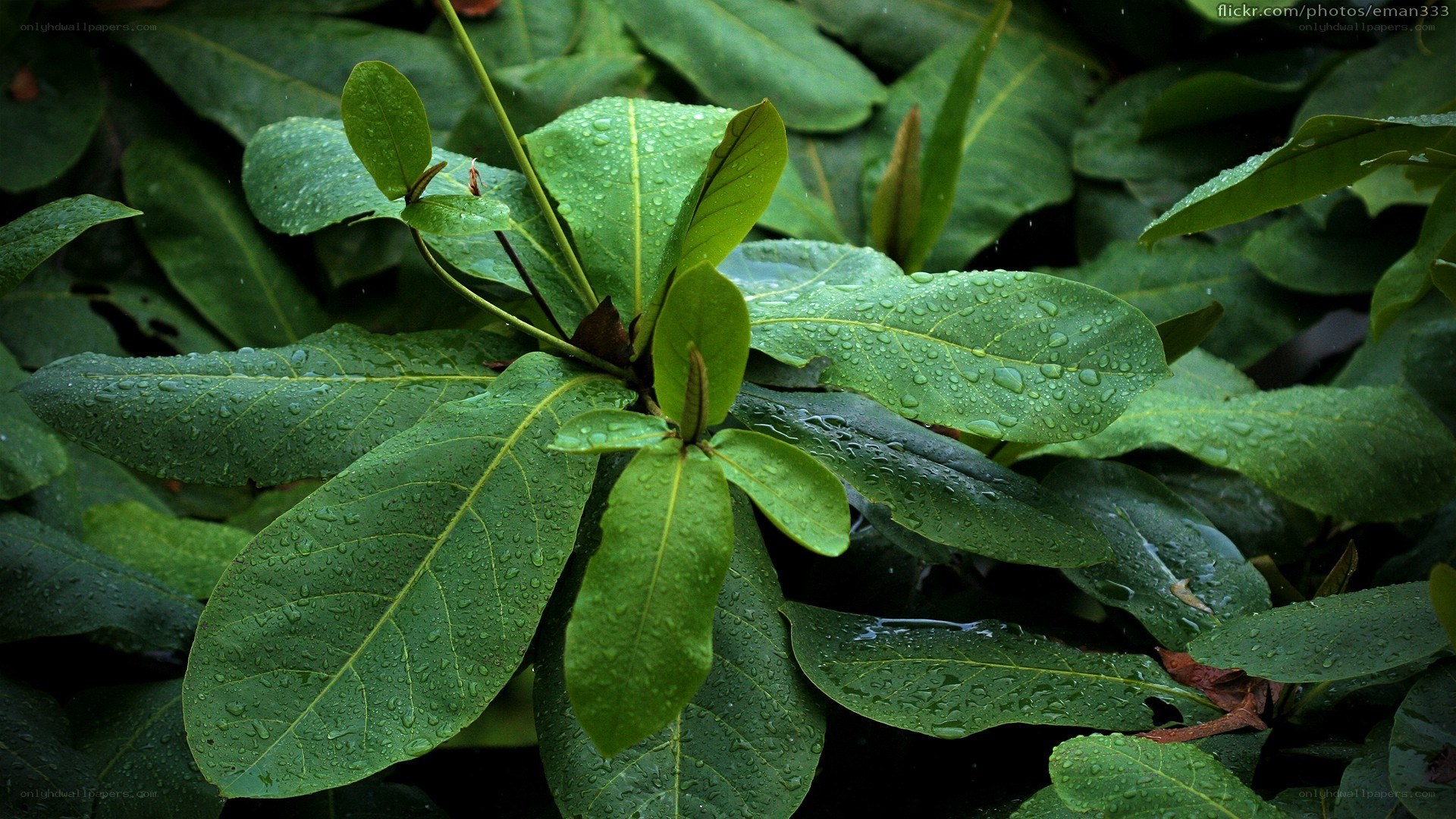 Green leaves with raindrops