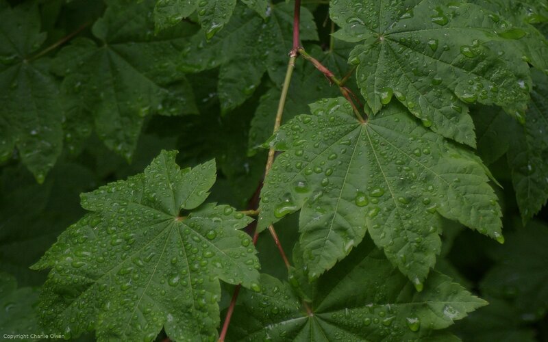 Green leaves with raindrops