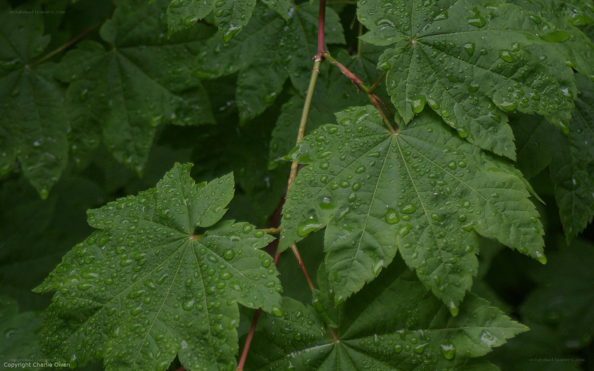 Green leaves with raindrops