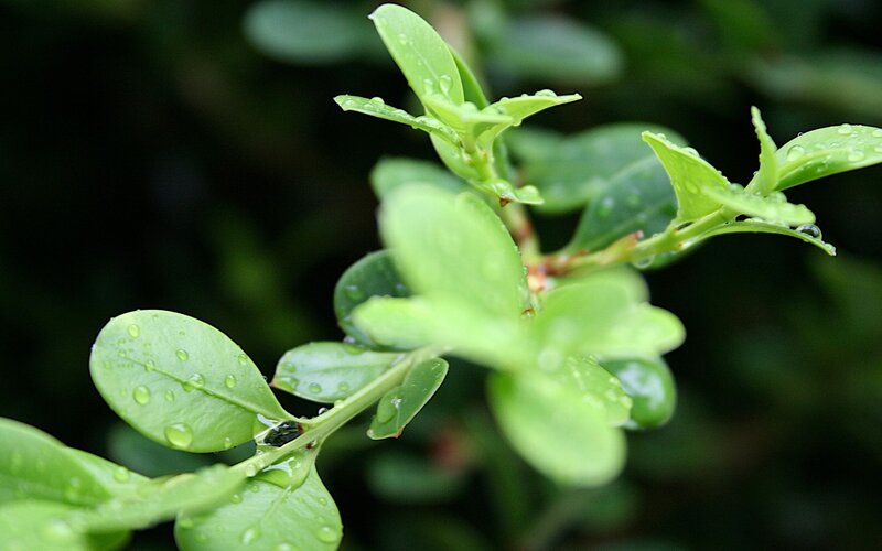 green leaves with raindrops