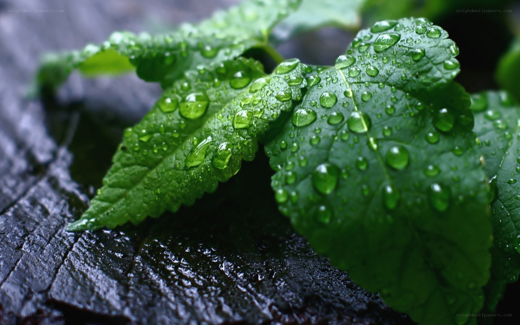green leaves with raindrops