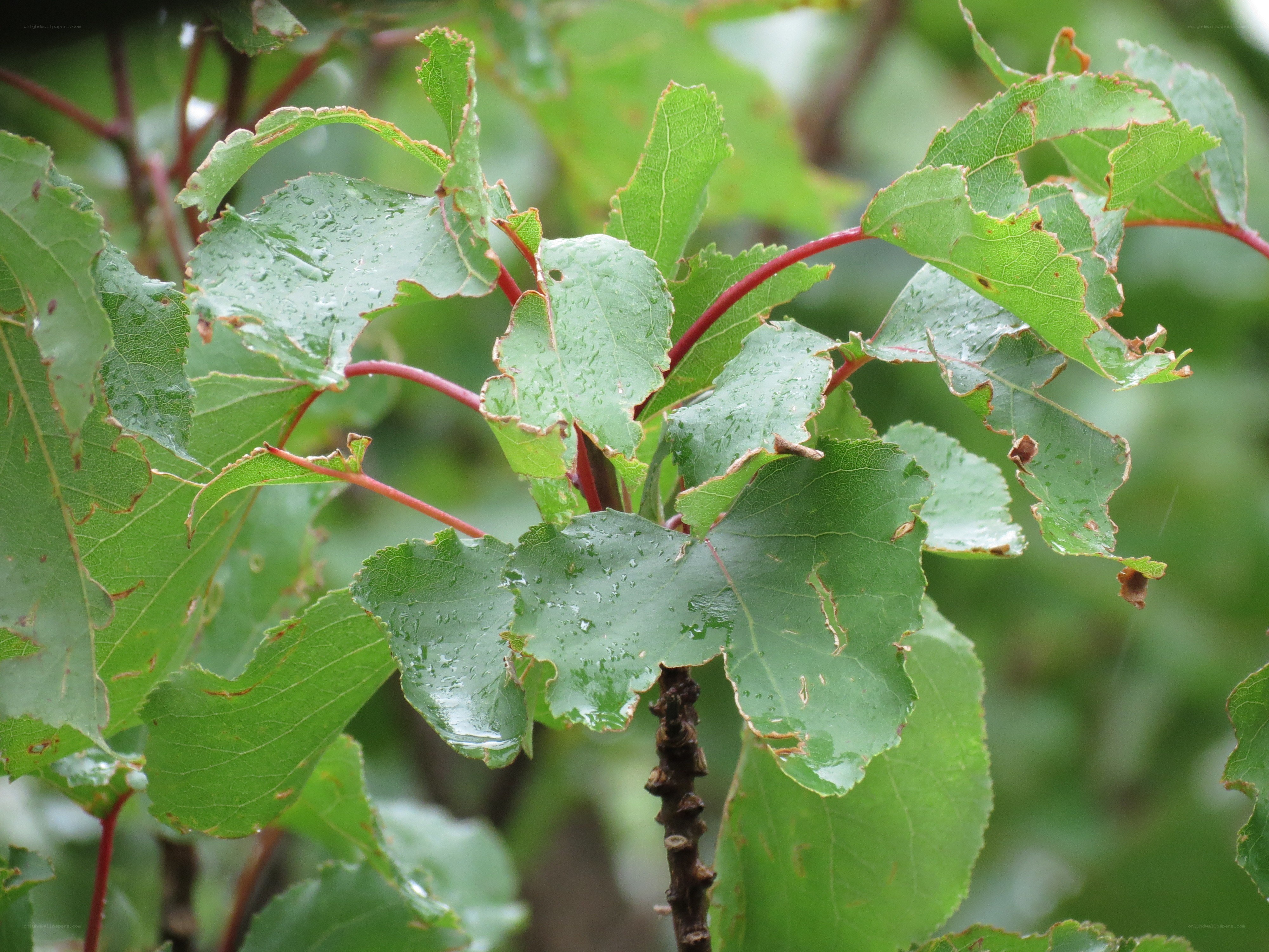 green leaves with raindrops