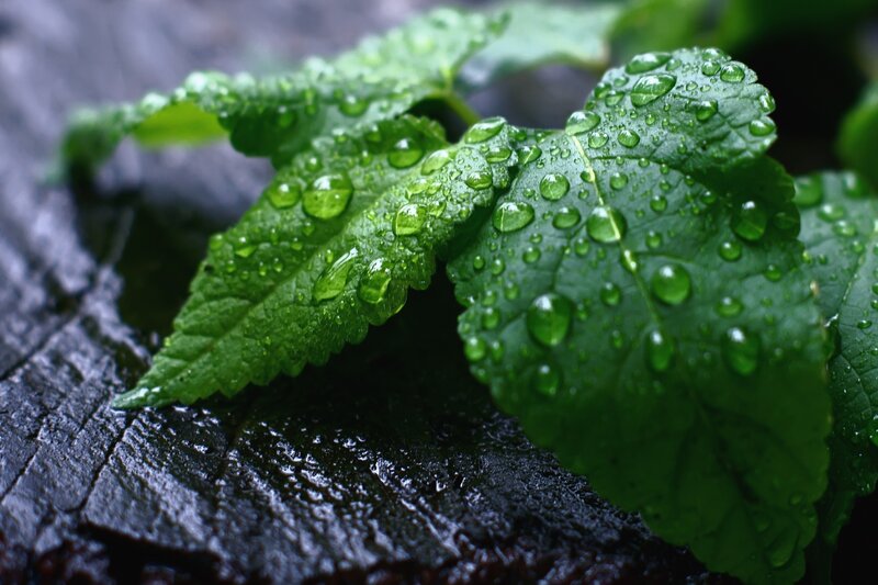Green leaves with raindrops