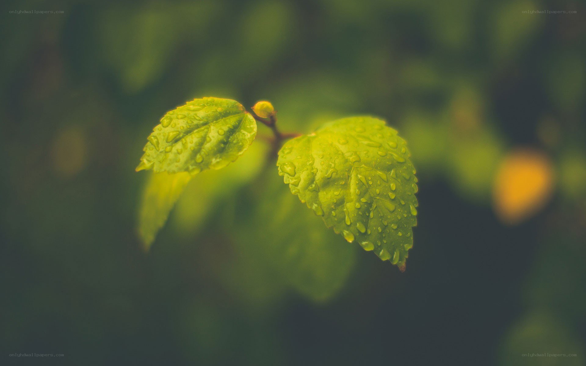 Green leaves with raindrops