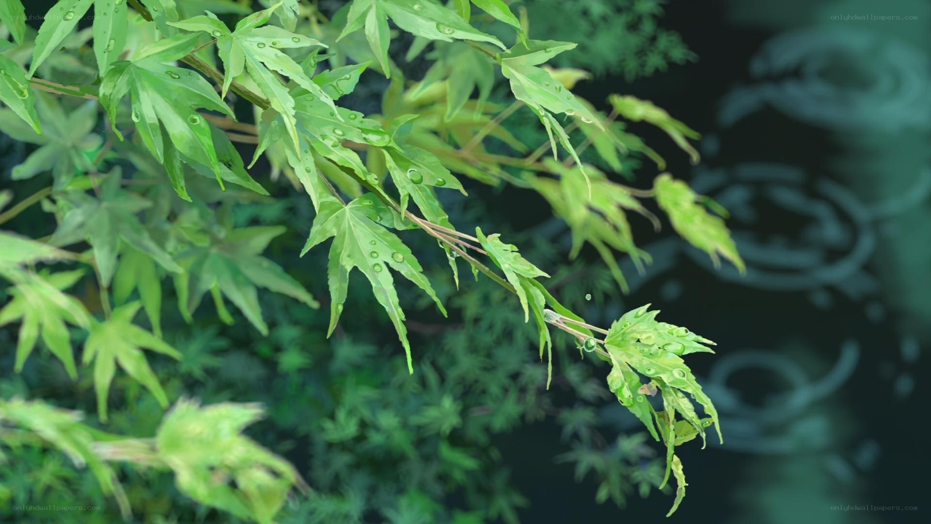 green leaves with raindrops
