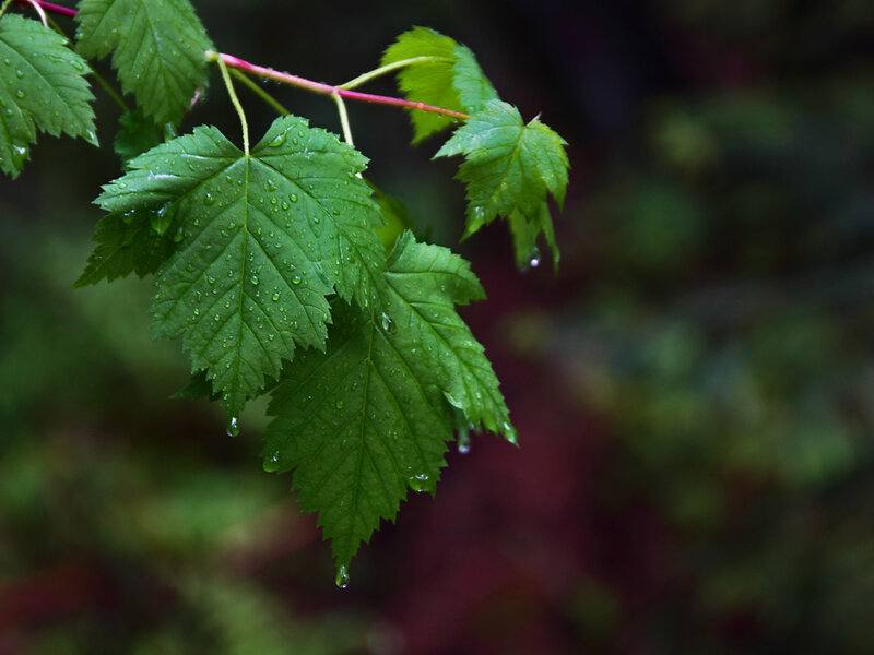Green leaves with raindrops