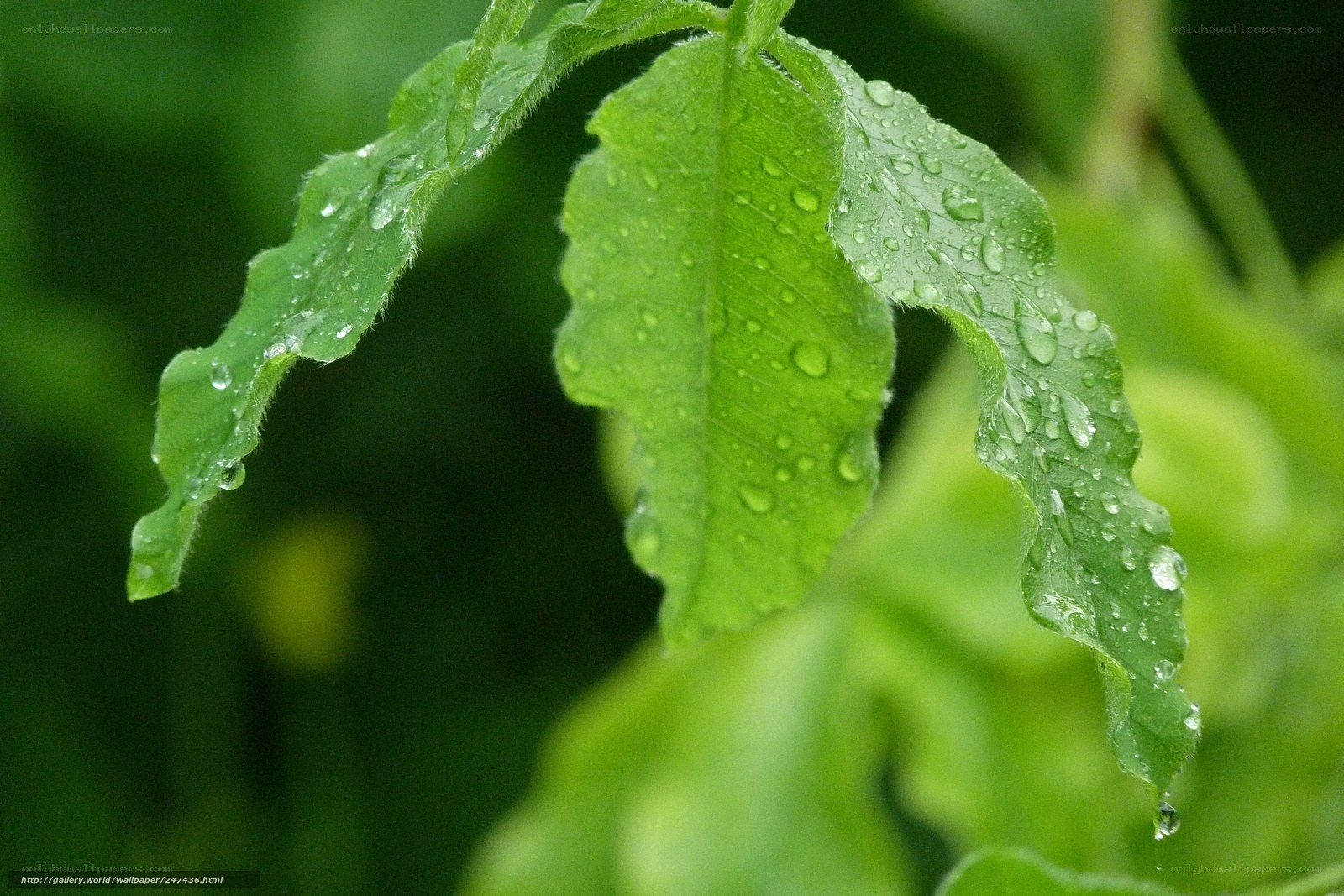 Green leaves with raindrops
