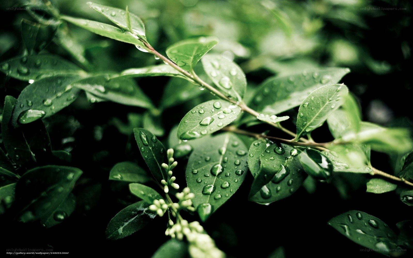 Green leaves with raindrops