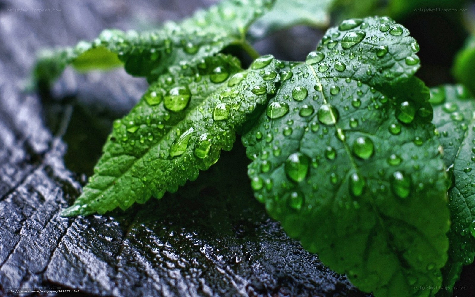 Green leaves with raindrops